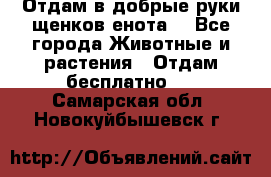 Отдам в добрые руки щенков енота. - Все города Животные и растения » Отдам бесплатно   . Самарская обл.,Новокуйбышевск г.